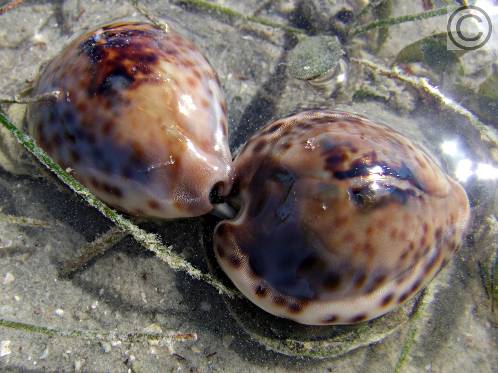 teulerei mating